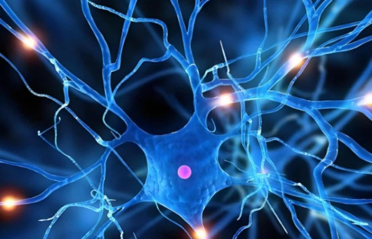 NAD+ Boosting Neurotransmitter Production | Shaanxi BLOOM Tech Co., Ltd NAD+ Boosting Neurotransmitter Production | Shaanxi BLOOM Tech Co., Ltd
