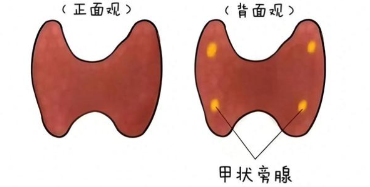 Etelcalcetide balance | Shaanxi BLOOM Tech Co., Ltd Etelcalcetide balance | Shaanxi BLOOM Tech Co., Ltd